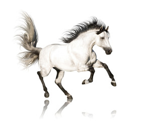 Naklejka premium Biały koń andaluzyjski z czarnymi nogami i grzywa galopujący na białym tle