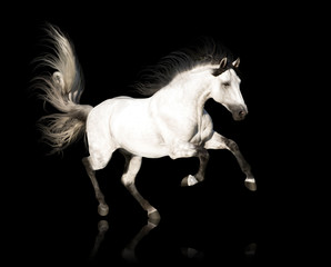 Naklejka na ściany i meble White Andalusian horse with black legs and mane galloping isolated on black background