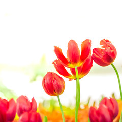 Beautiful bouquet of tulips in the garden ,nature background.