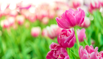 Obraz premium Tulip flower in the garden