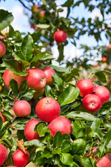 Shiny delicious apples hanging from a tree branch in an apple orchard
