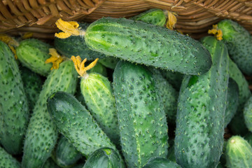 freshly picked cucumbers from a garden bed in a basket.