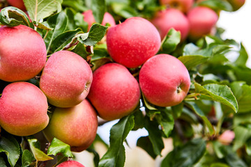 Shiny delicious apples hanging from a tree branch in an apple orchard