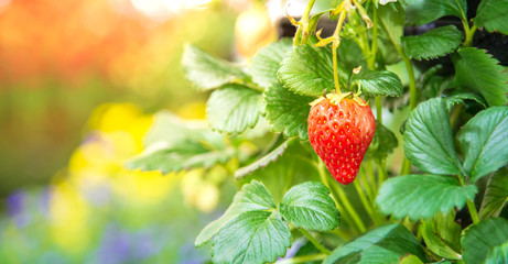 strawberry on a branch in farm.