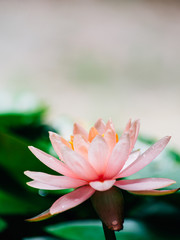 A beautiful lotus flower is complimented by the rich colors of the deep blue water surface.Nature...