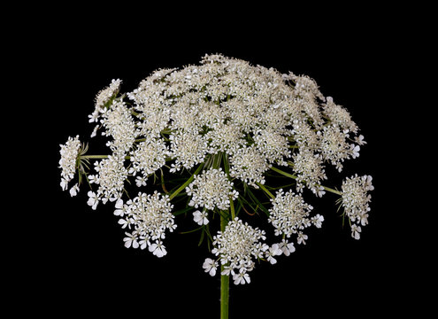 Color fine art still life macro portrait of a single isolated green white wild carrot / daucus carota flower blossom,fractal structure,black background,seen from the front