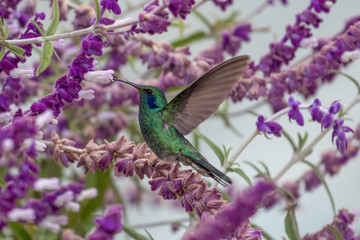 Hummingbird(Trochilidae)Flying gems