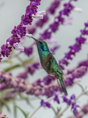 Hummingbird(Trochilidae)Flying gems