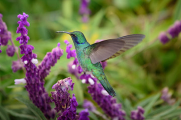 Hummingbird(Trochilidae)Flying gems