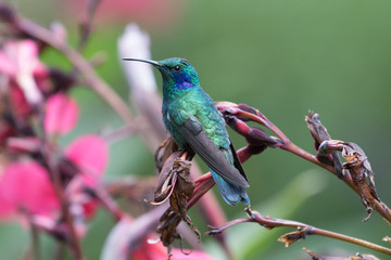 Hummingbird(Trochilidae)Flying gems