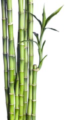 Bamboo