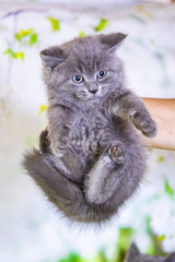 Kittens Scottish black and blue