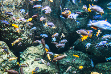 Fototapeta na wymiar tropical fish swim in the ocean or sea. soft focus