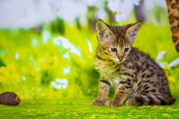 Naklejka premium Spotted Savannah Kitten F1