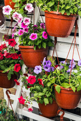 flowers in pots to decorate the streets, houses and balconies of the city