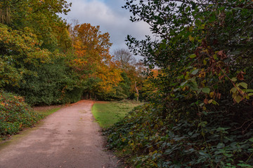 Fototapeta premium Path through autumn wood
