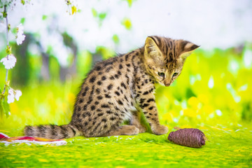 Naklejka premium Spotted Savannah Kitten F1