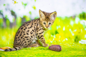 Naklejka premium Spotted Savannah Kitten F1