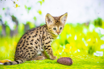 Naklejka premium Spotted Savannah Kitten F1