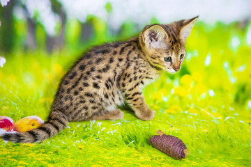 Naklejka premium Spotted Savannah Kitten F1