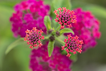 Macro shots of flowers.