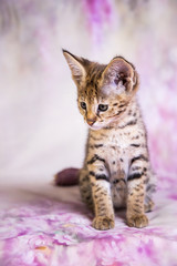 Spotted Savannah Kitten F1