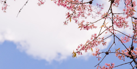 Cherry blossom on tree in sping season