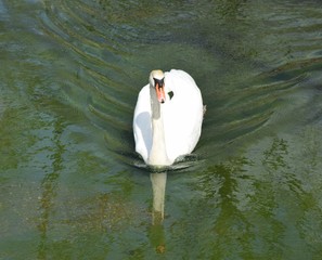 Schwimmender Schwan