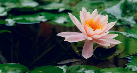 beautiful lotus flower is complimented by the rich colors of the deep blue water surface.Nature...