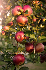 Red apple from a branch