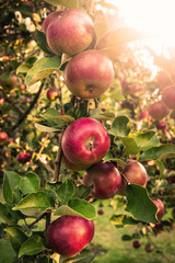 Red apple