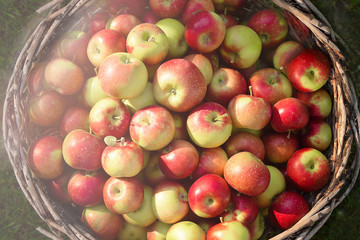 Basket with apples