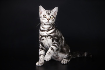 American shorthair cat on colored backgrounds