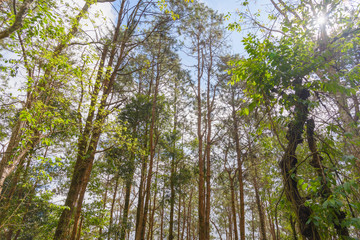 Nature background of forest tree