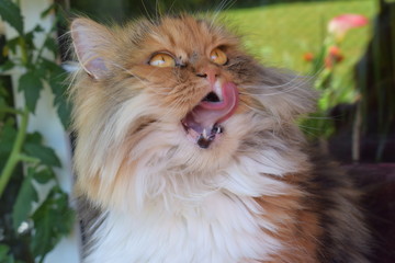 Perserkatze