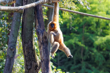 Acrobatie d'un gibbon à joues jaunes