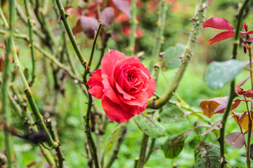 Flowrs Rose