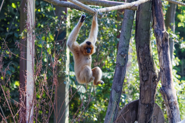 Acrobatie d'un gibbon à joues jaunes