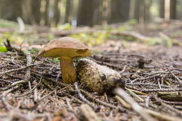 Boletus edible in a forest near a cone in the countryside.