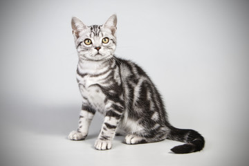 Naklejka na ściany i meble American shorthair cat on colored backgrounds