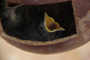 Parrot