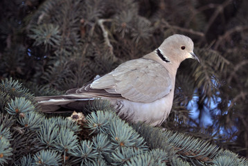 The turtledove sits on the branch of the spruce