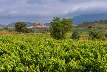 Fototapeta na wymiar Vineyard with San Vicente de la Sonsierra as background, La Rioja, Spain