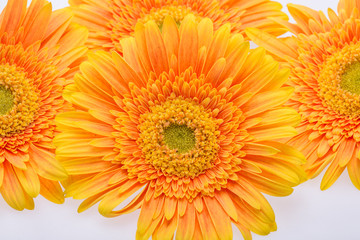 Subtle orange gerbera flowers on white background