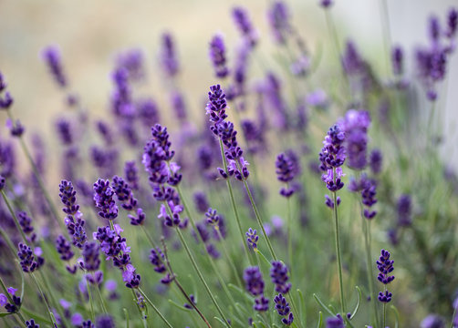  the blooming lavender flowers in Provence, near Sault, France © wjarek