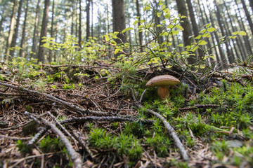 Boletus edible in moss.