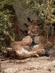 Two lynx cubs playing under a tree