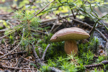 Boletus edible in moss.