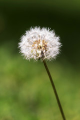 Dandelion flower, blurry green grass background