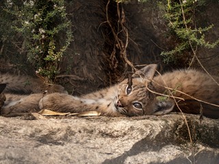 A lynx cub relaxes in the shade of a tree